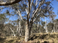 Eucalyptus rossii