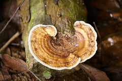 Polyporales