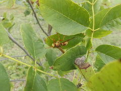 Polistes apachus apachus