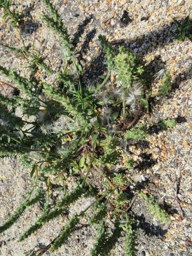 Chenopodiopsis retrorsa (Chenopodiopsis retrorsa)