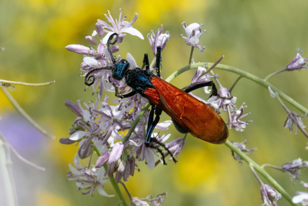 Pepsis chrysothemis