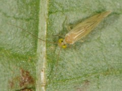Caeciliusidae