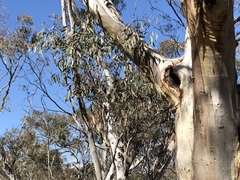 Eucalyptus rossii