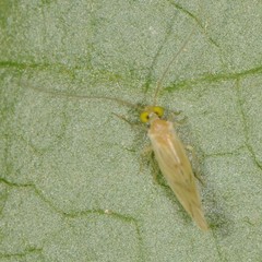 Caeciliusidae