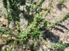 Chenopodiopsis retrorsa