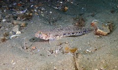 Gobius geniporus