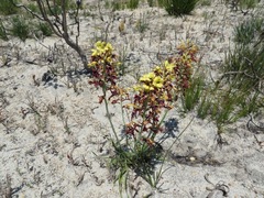 Tritoniopsis parviflora parviflora