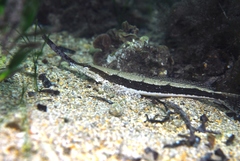 Platycephalus laevigatus