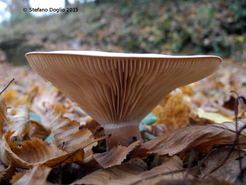 Infundibulicybe geotropa image