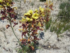 Tritoniopsis parviflora parviflora