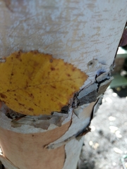 Betula nigra