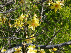 Cochlospermum gillivraei