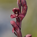 Disa ophrydea - Photo (c) Kirsten Packer, μερικά δικαιώματα διατηρούνται (CC BY-NC), uploaded by Kirsten Packer