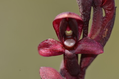 Disa ophrydea