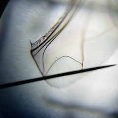 Amblypsilopus psittacinus