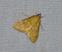 Loxomorpha flavidissimalis
