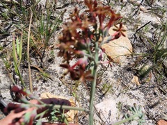 Codonorhiza micrantha