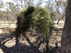 Clematis leptophylla