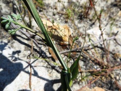 Codonorhiza micrantha