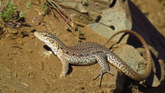 Callopistes maculatus