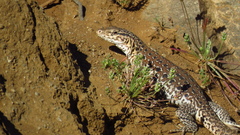 Callopistes maculatus