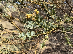 Acacia cultriformis