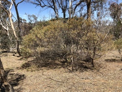 Acacia cultriformis