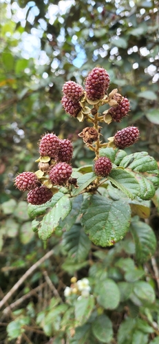 La Selle Blackberry (Rubus selleanus)