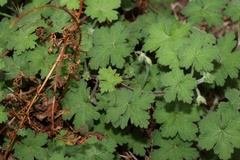 Geranium wakkerstroomianum