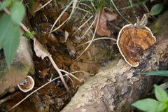 Polyporales