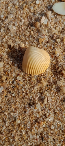 Vepricardium burnupi