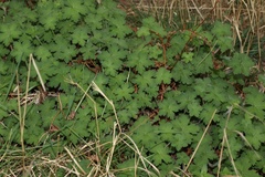 Geranium wakkerstroomianum
