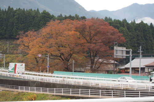 Japanese zelkova (Zelkova serrata)
