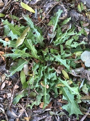 Taraxacum officinale