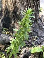 Dysphania ambrosioides