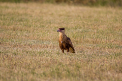 Caracara plancus