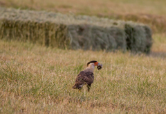 Caracara plancus