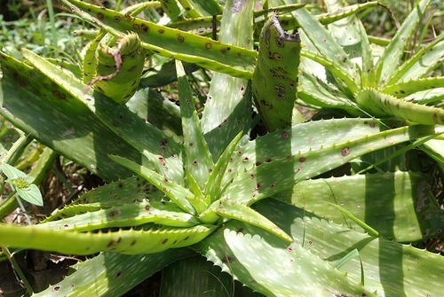 Aloe maculata image