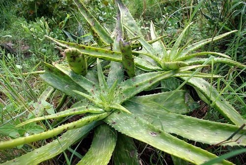Aloe maculata subsp. maculata image