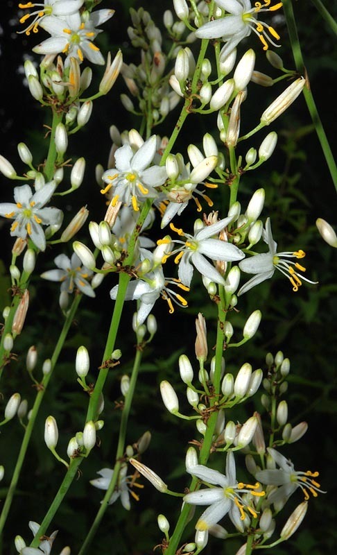 Spider plant