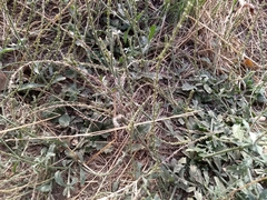 Verbena lasiostachys