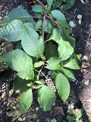 Phytolacca americana