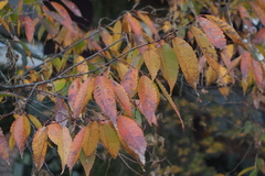 Zelkova serrata