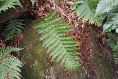 Dryopteris uniformis