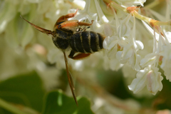 Andrena prunorum