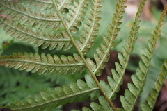 Dryopteris uniformis