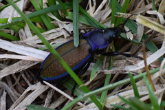 Carabus regalis