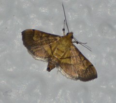 Orphanostigma haemorrhoidalis