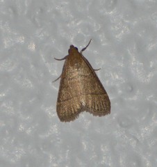 Hypsopygia nostralis