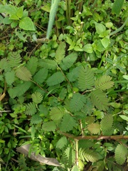 Fabaceae